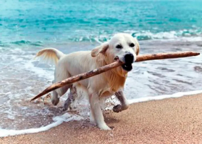 Vogelnest Lejlighed Hage